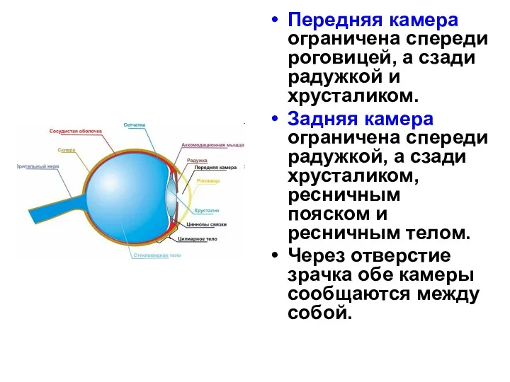 Передняя камера ограничена спереди роговицей, а сзади радужкой и хрусталиком.