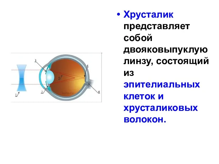 Хрусталик представляет собой двояковыпуклую линзу, состоящий из эпителиальных клеток и хрусталиковых волокон.