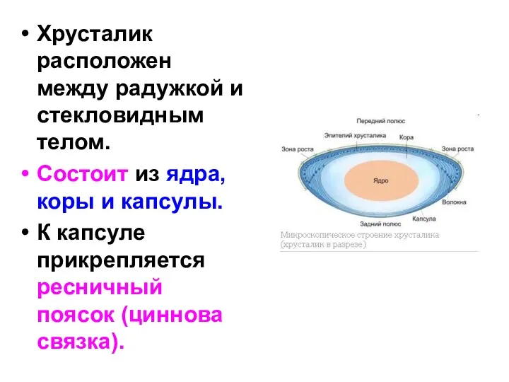 Хрусталик расположен между радужкой и стекловидным телом. Состоит из ядра,