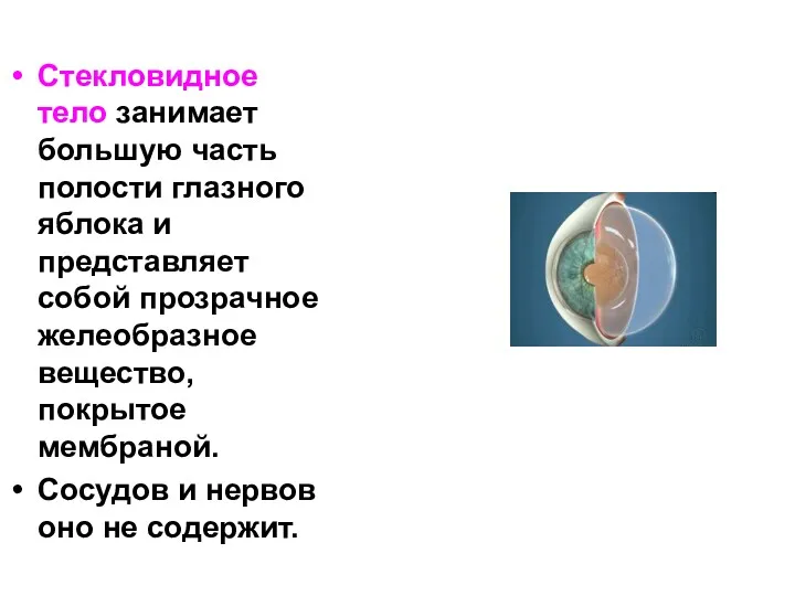 Стекловидное тело занимает большую часть полости глазного яблока и представляет