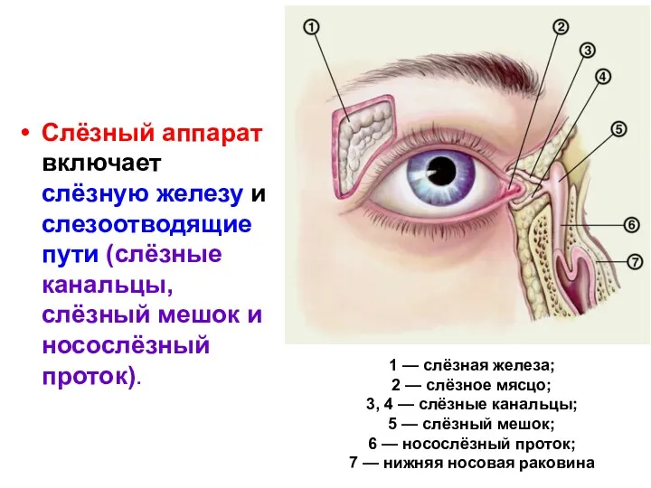 Слёзный аппарат включает слёзную железу и слезоотводящие пути (слёзные канальцы,