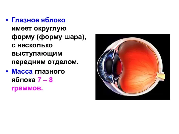 Глазное яблоко имеет округлую форму (форму шара), с несколько выступающим