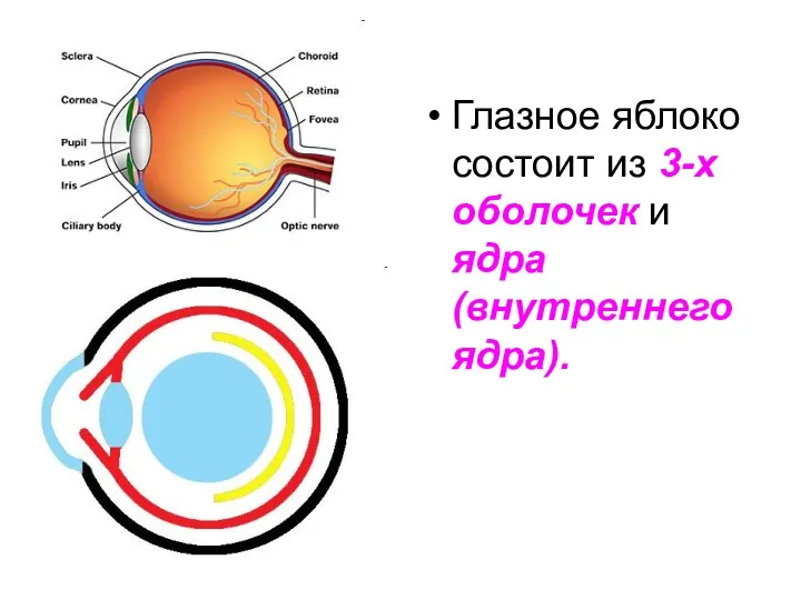 Глазное яблоко состоит из 3-х оболочек и ядра (внутреннего ядра).