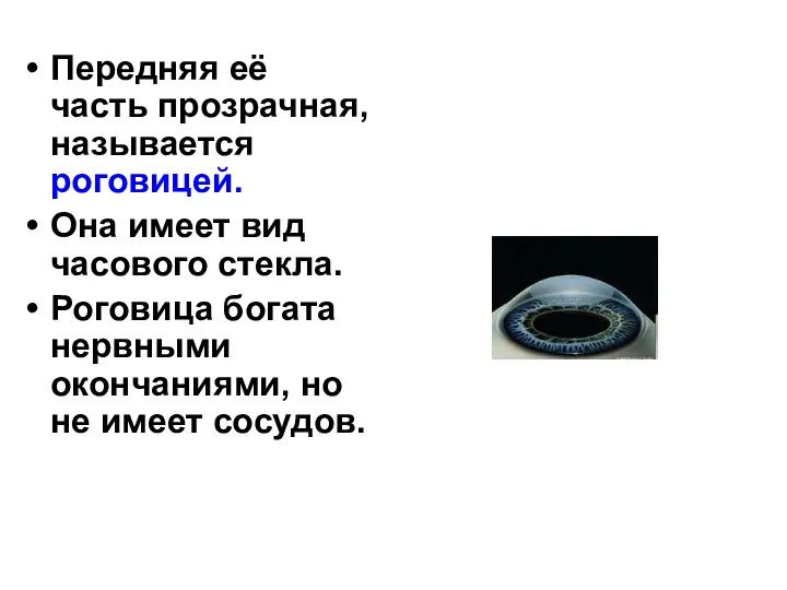 Передняя её часть прозрачная, называется роговицей. Она имеет вид часового