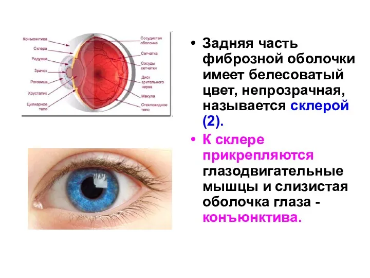 Задняя часть фиброзной оболочки имеет белесоватый цвет, непрозрачная, называется склерой(2).