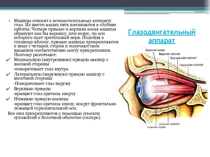 Глазодвигательный аппарат Мышцы относят к вспомогательному аппарату глаз. Из шести