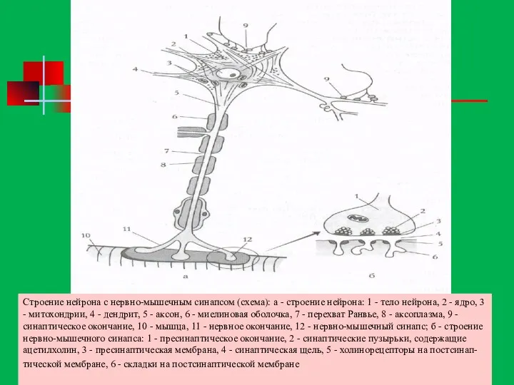 Строение нейрона с нервно-мышечным синапсом (схема): а - строение нейрона: 1 - тело