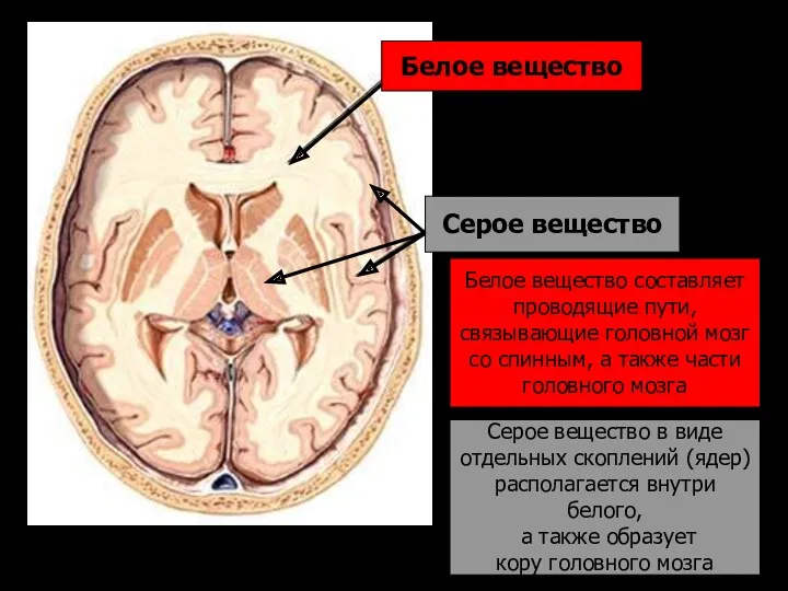 Белое вещество Серое вещество Белое вещество составляет проводящие пути, связывающие головной мозг со