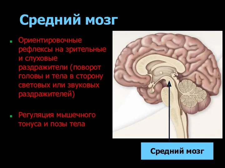 Средний мозг Ориентировочные рефлексы на зрительные и слуховые раздражители (поворот головы и тела