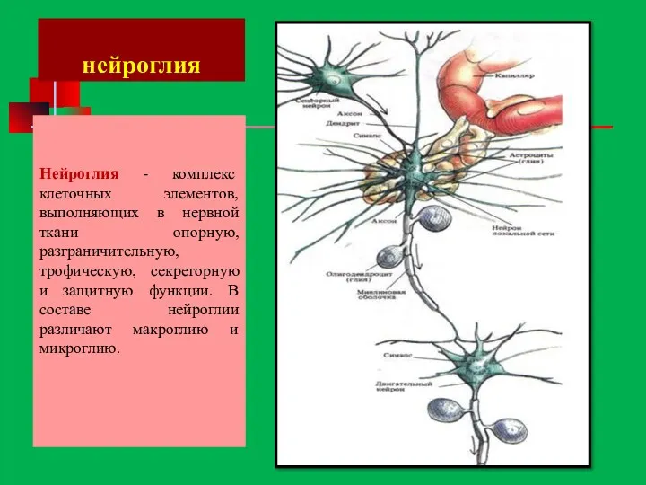 нейроглия Нейроглия - комплекс клеточных элементов, выполняющих в нервной ткани