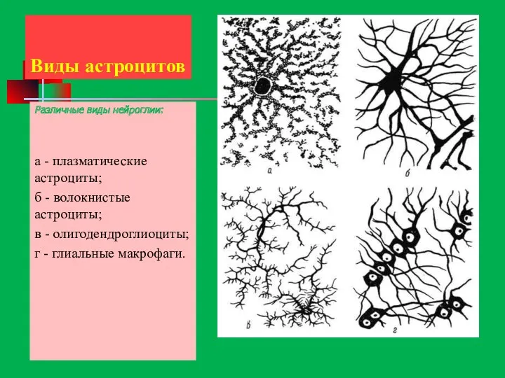 Виды астроцитов Различные виды нейроглии: а - плазматические астроциты; б - волокнистые астроциты;