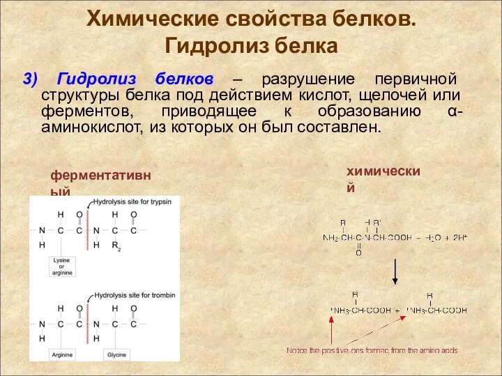 Химические свойства белков. Гидролиз белка 3) Гидролиз белков – разрушение