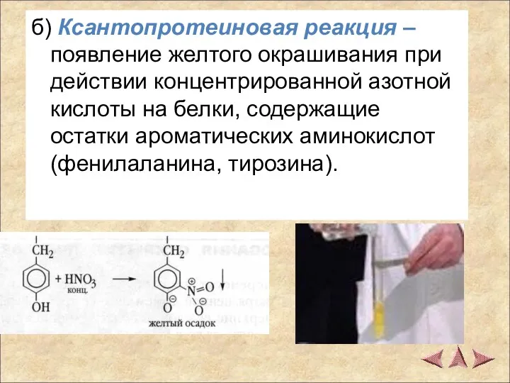 б) Ксантопротеиновая реакция – появление желтого окрашивания при действии концентрированной