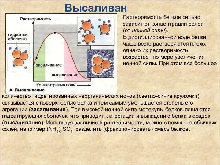 Высаливание Растворимость белков сильно зависит от концентрации солей (от ионной