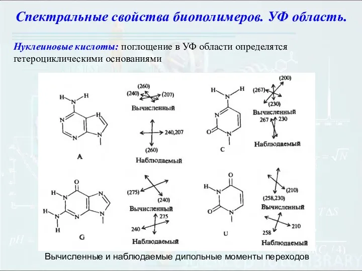 Нуклеиновые кислоты: поглощение в УФ области определятся гетероциклическими основаниями Вычисленные