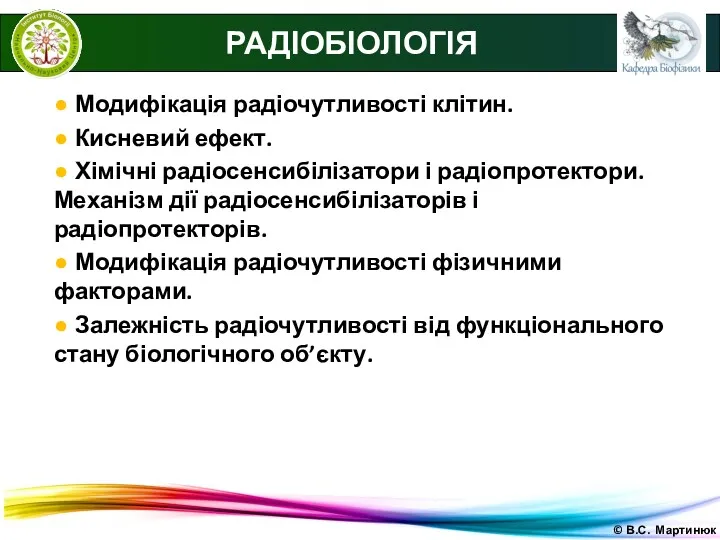 © В.С. Мартинюк РАДІОБІОЛОГІЯ ● Модифікація радіочутливості клітин. ● Кисневий