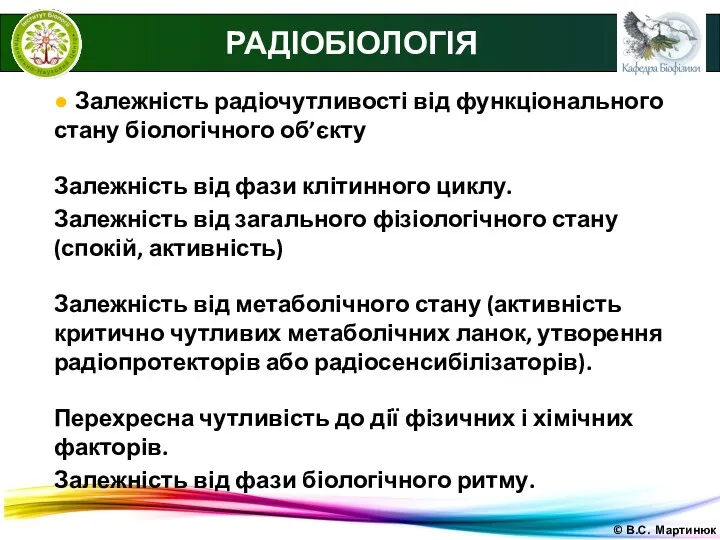 © В.С. Мартинюк РАДІОБІОЛОГІЯ ● Залежність радіочутливості від функціонального стану