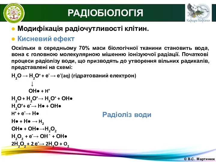 © В.С. Мартинюк РАДІОБІОЛОГІЯ ● Модифікація радіочутливості клітин. ● Кисневий