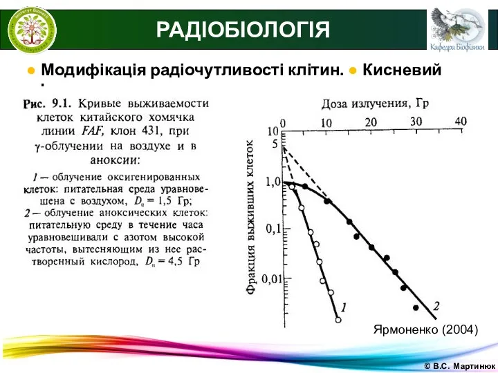 © В.С. Мартинюк РАДІОБІОЛОГІЯ ● Модифікація радіочутливості клітин. ● Кисневий ефект. Ярмоненко (2004)