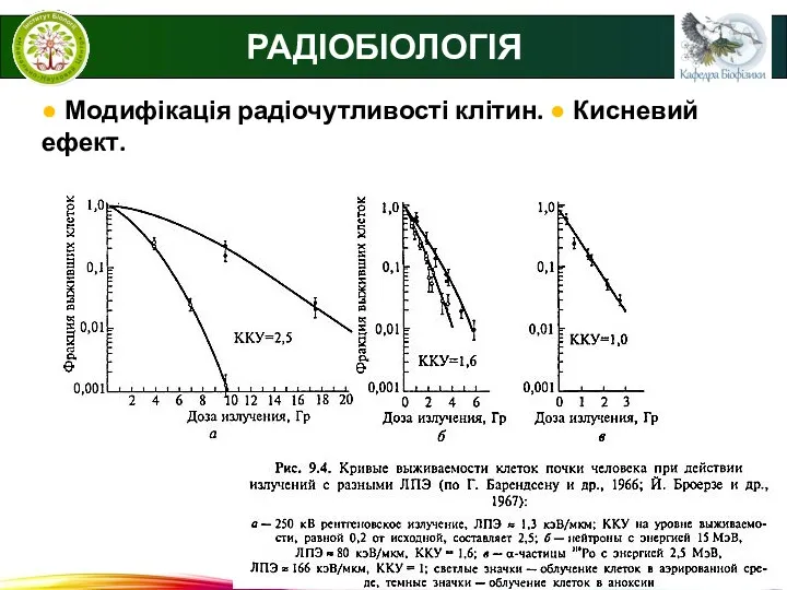 © В.С. Мартинюк РАДІОБІОЛОГІЯ ● Модифікація радіочутливості клітин. ● Кисневий ефект. Ярмоненко (2004)