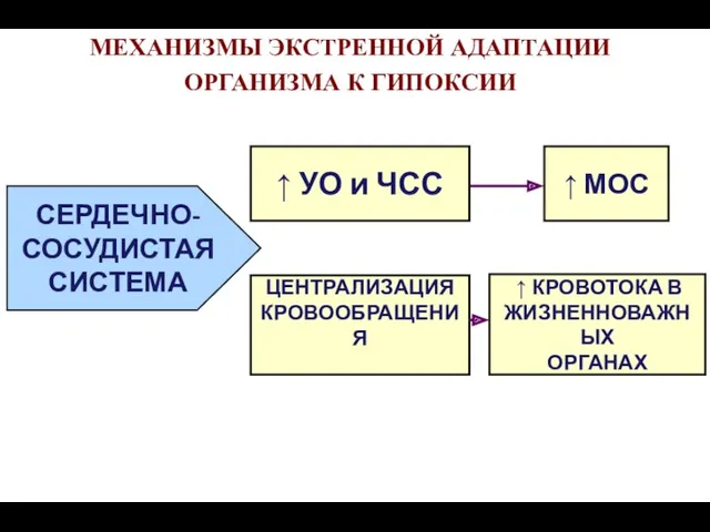 МЕХАНИЗМЫ ЭКСТРЕННОЙ АДАПТАЦИИ ОРГАНИЗМА К ГИПОКСИИ ↑ МОС ЦЕНТРАЛИЗАЦИЯ КРОВООБРАЩЕНИЯ ↑ КРОВОТОКА В