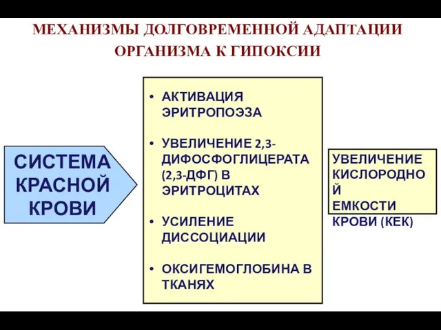 МЕХАНИЗМЫ ДОЛГОВРЕМЕННОЙ АДАПТАЦИИ ОРГАНИЗМА К ГИПОКСИИ АКТИВАЦИЯ ЭРИТРОПОЭЗА УВЕЛИЧЕНИЕ 2,3-ДИФОСФОГЛИЦЕРАТА (2,3-ДФГ) В ЭРИТРОЦИТАХ