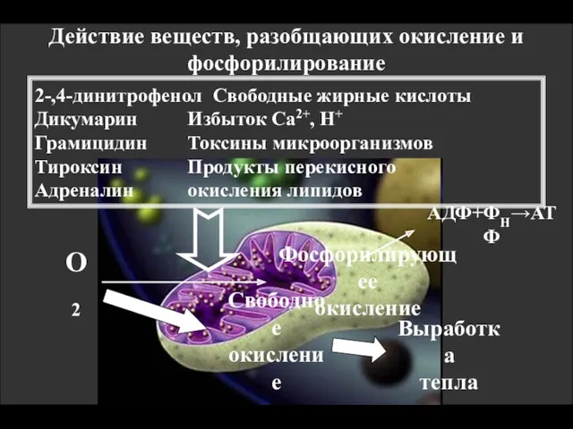 Действие веществ, разобщающих окисление и фосфорилирование 2-,4-динитрофенол Свободные жирные кислоты Дикумарин Избыток Са2+,