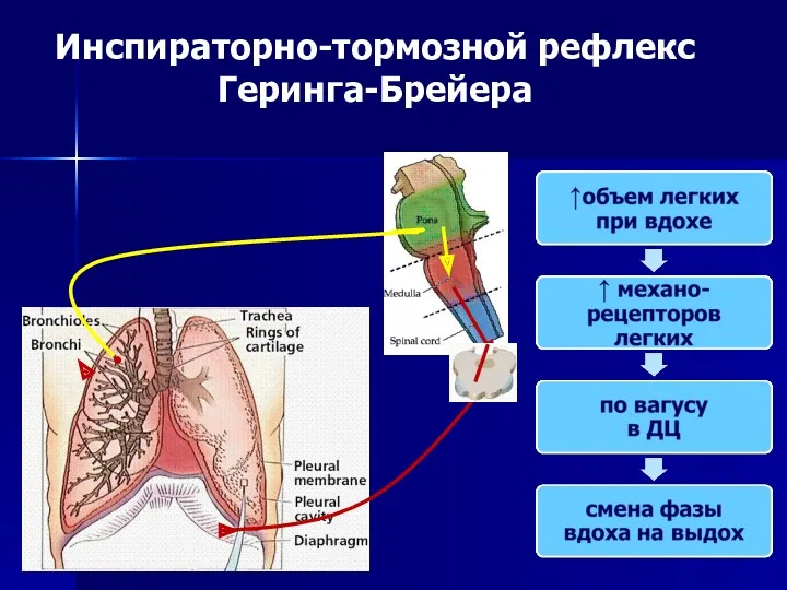 Инспираторно-тормозной рефлекс Геринга-Брейера