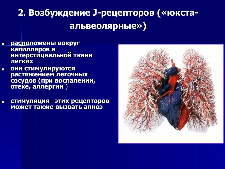 2. Возбуждение J-рецепторов («юкста-альвеолярные») расположены вокруг капилляров в интерстициальной ткани