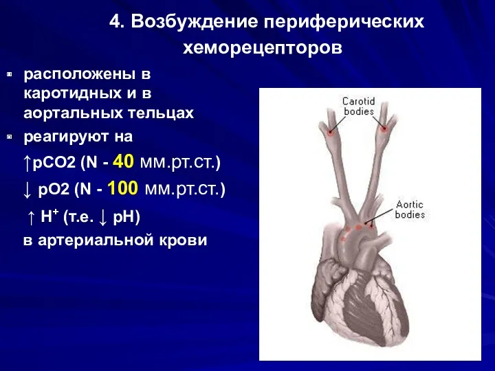 4. Возбуждение периферических хеморецепторов расположены в каротидных и в аортальных