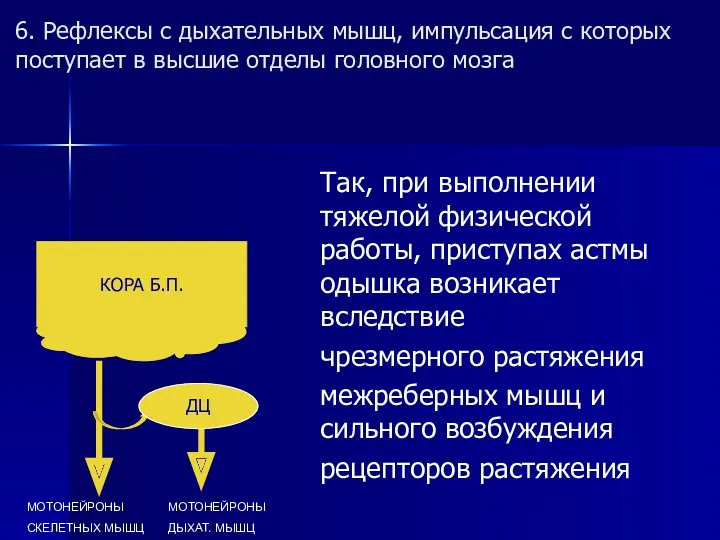 6. Рефлексы с дыхательных мышц, импульсация с которых поступает в