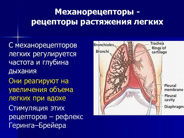 Механорецепторы - рецепторы растяжения легких С механорецепторов легких регулируется частота