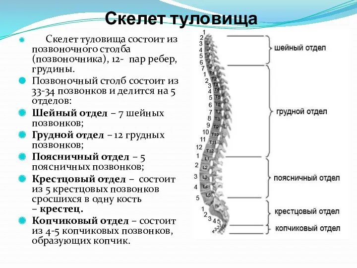 Скелет туловища Скелет туловища состоит из позвоночного столба (позвоночника), 12-