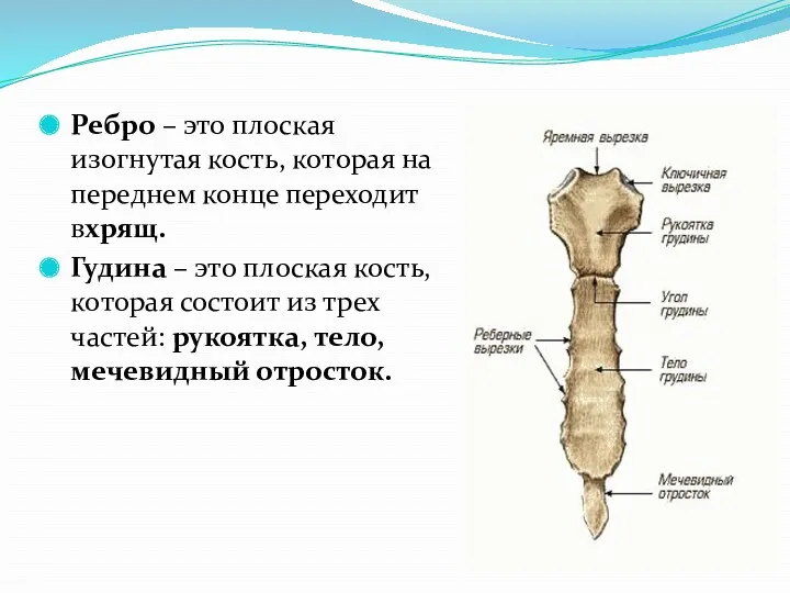 Ребро – это плоская изогнутая кость, которая на переднем конце