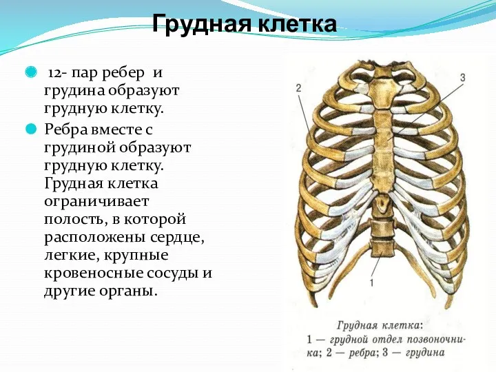 Грудная клетка 12- пар ребер и грудина образуют грудную клетку. Ребра вместе с