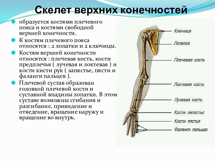 Скелет верхних конечностей образуется костями плечевого пояса и костями свободной верхней конечности. К