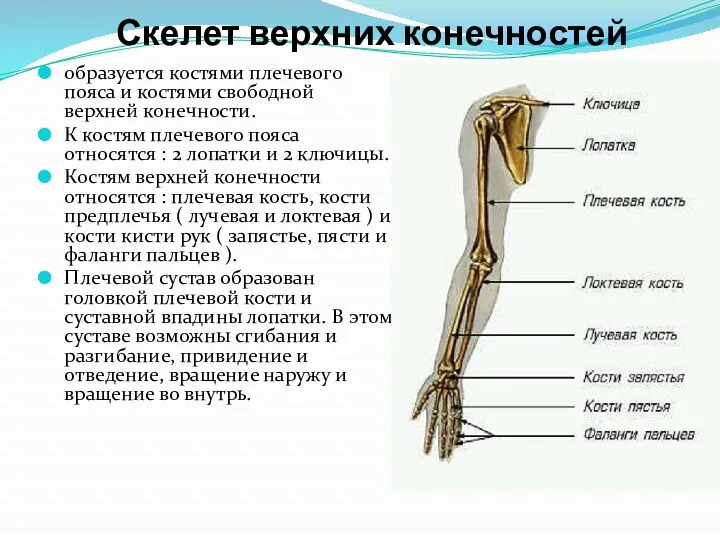 Скелет верхних конечностей образуется костями плечевого пояса и костями свободной