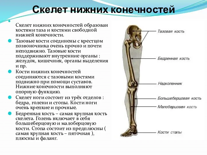 Скелет нижних конечностей Скелет нижних конечностей образован костями таза и костями свободной нижней