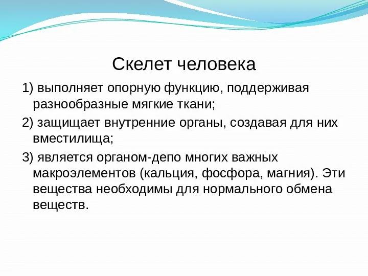 Скелет человека 1) выполняет опорную функцию, поддерживая разнообразные мягкие ткани;