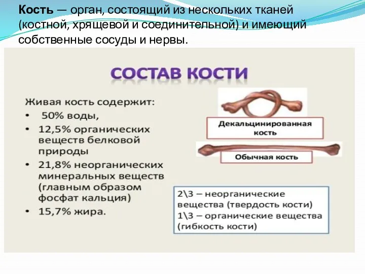 Кость — орган, состоящий из нескольких тканей (костной, хрящевой и