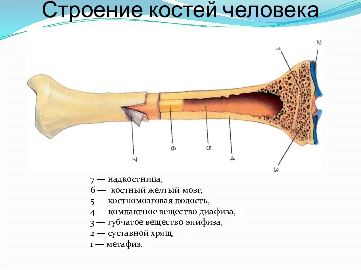 Строение костей человека 7 — надкостница, 6 — костный желтый мозг, 5 —
