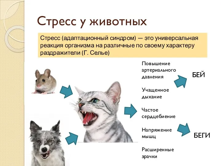 Стресс у животных Стресс (адаптационный синдром) — это универсальная реакция