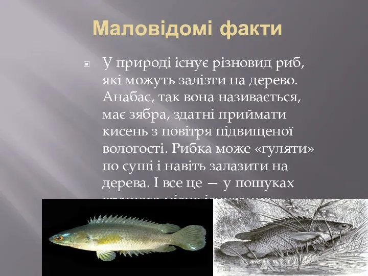 Маловідомі факти У природі існує різновид риб, які можуть залізти