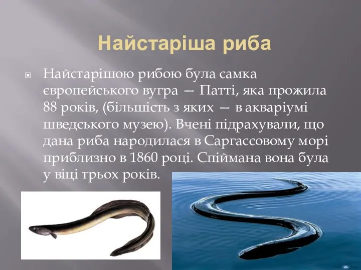 Найстаріша риба Найстарішою рибою була самка європейського вугра — Патті,