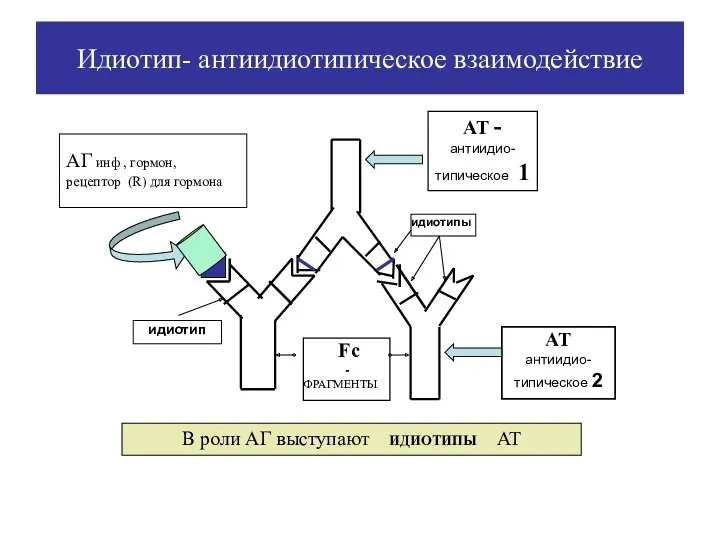 АТ - антиидио-типическое 1 АГ инф , гормон, рецептор (R)