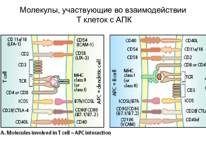 Молекулы, участвующие во взаимодействии Т клеток с АПК