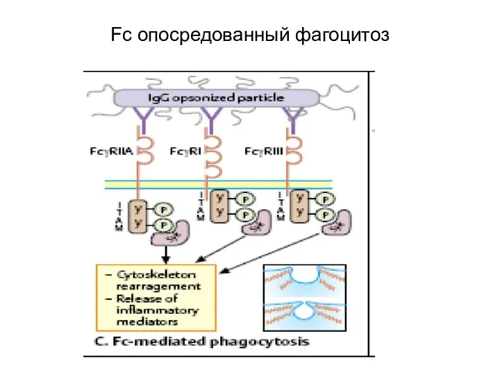 Fc опосредованный фагоцитоз