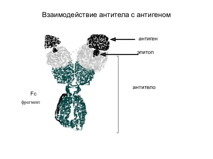 Взаимодействие антитела с антигеном антиген эпитоп антитело Fс фрагмент