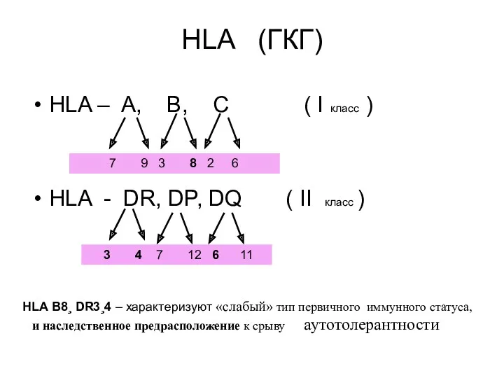 HLA (ГКГ) HLA – A, B, C ( I класс