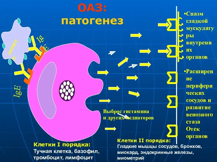 ОАЗ: патогенез Клетки II порядка: Гладкие мышцы сосудов, бронхов, миокард, эндокринные железы, миометрий